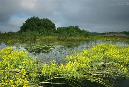 Rezervația Balta Mică a Brăilei